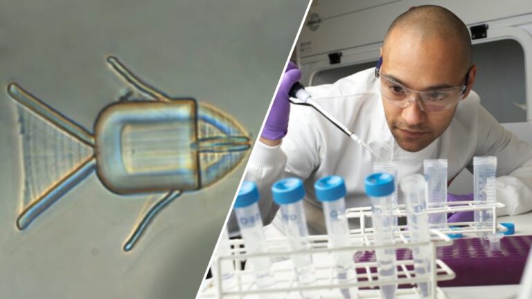 Kanser tedavisinde yeni dönem: Mikro robot