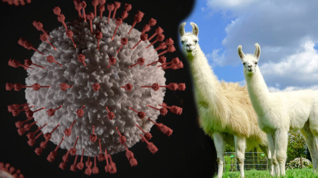 koronovirüs tedavisi, nonobodi, sentetik antikor