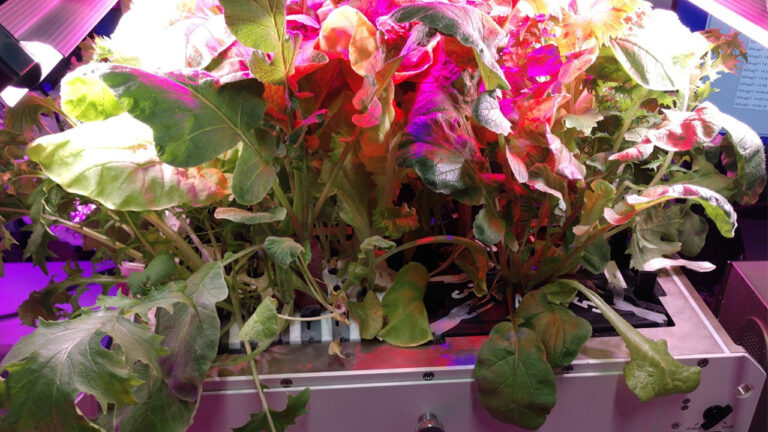 Astronotlar toprak olmadan uzayda bitki yetiştirmeyi nasıl başardı?