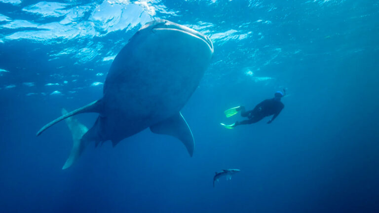 Dünyanın en büyük hepçil canlısı değişti!