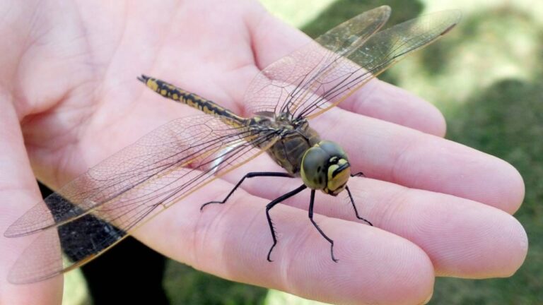 ASELSAN’dan yeni böcek İHA!