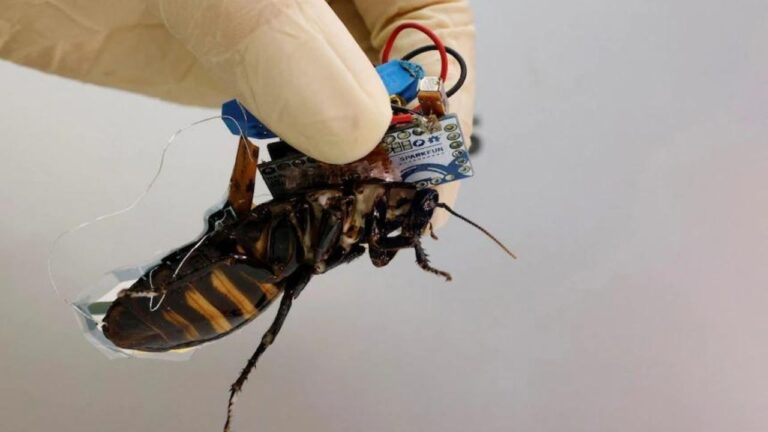 Doğal afetlere ilk müdahale artık hamam böceklerinden!