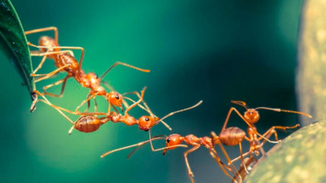 Dünya’daki karınca sayısı hesaplandı! Sonuç inanılmaz!