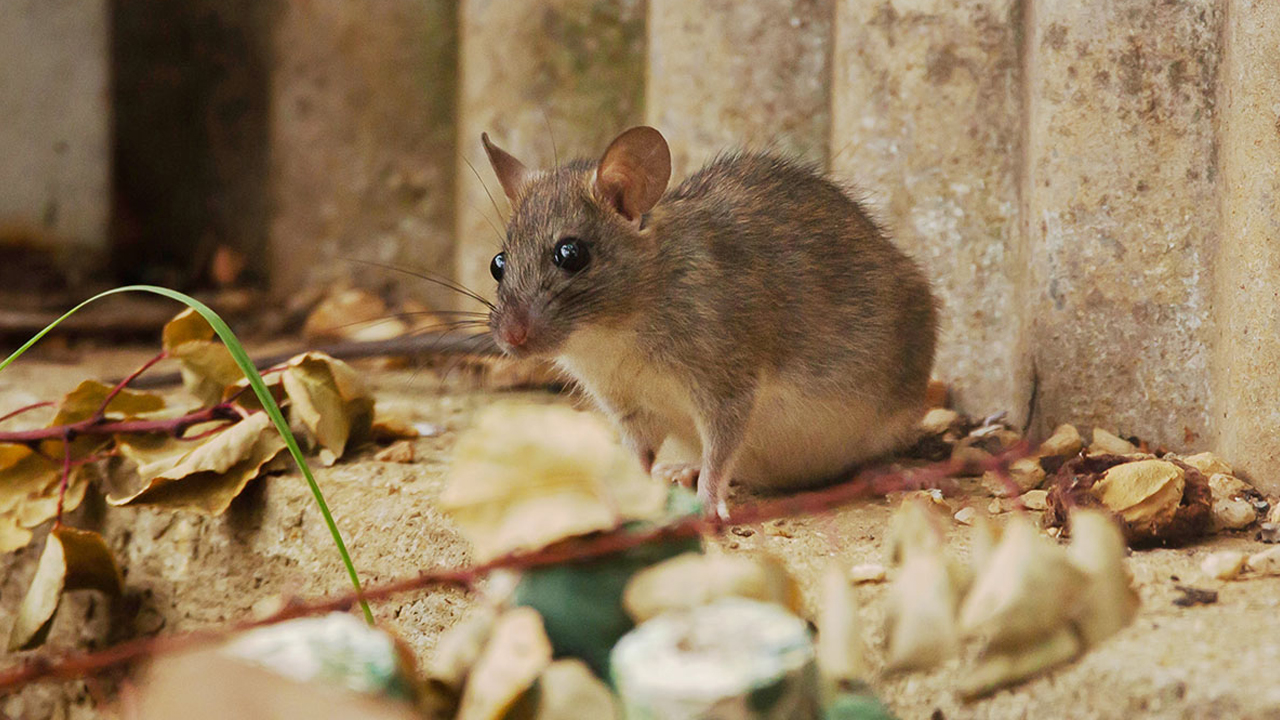 bilim insanları fare gençleştirme deneyi
