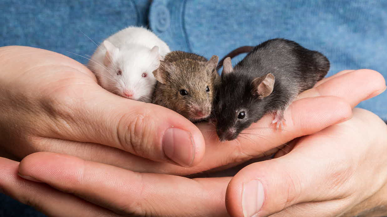 bilim insanları fare gençleştirme deneyi