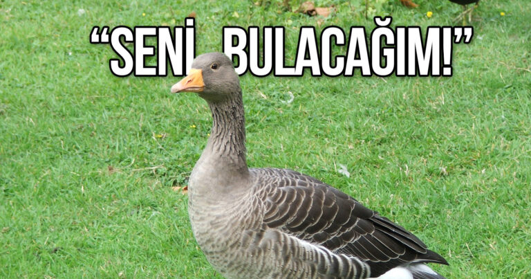 Sanıldığından daha akıllılar: Yapay zeka kazlarla ilgili bir gerçeği ortaya çıkardı!