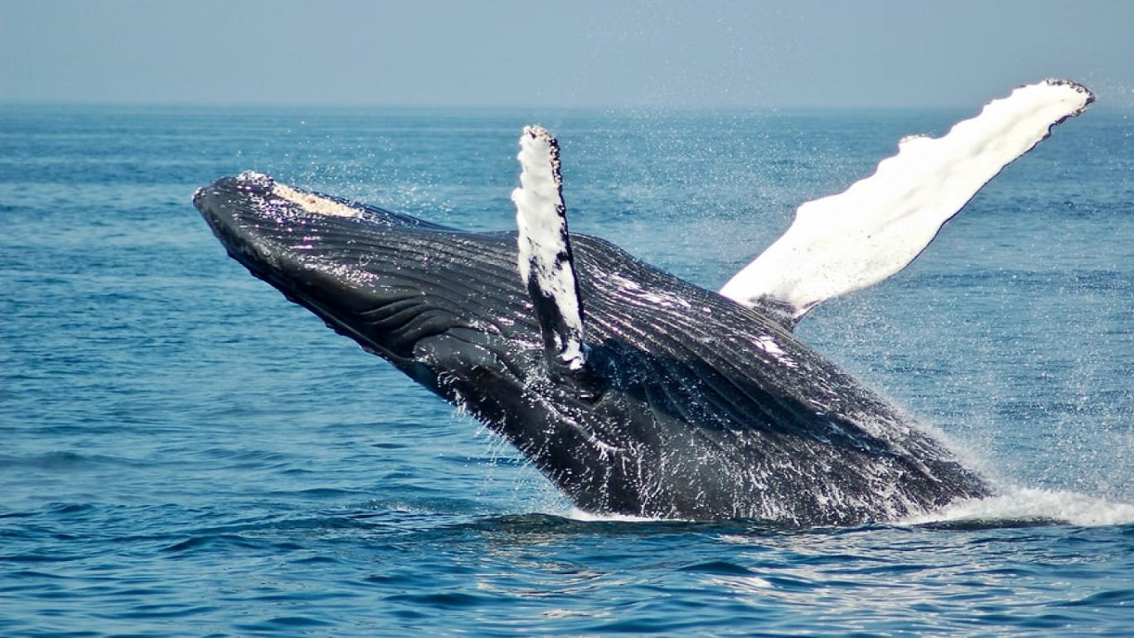 Bilim insanları kambur balina ile iletişim kurdular