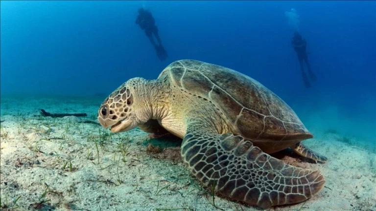Yeşil sürdürülebilirliğe odaklanan Türkçe yapay zeka modeli: Caretta