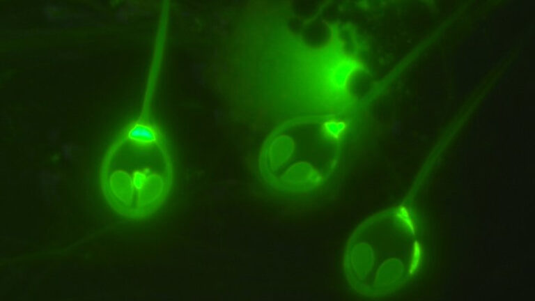 Oksijene ihtiyaç duymadan hayatta kalabilen ilk hayvan keşfedildi!