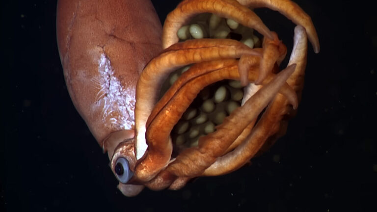 Okyanusun derinliklerinde keşfedilen dev yumurtalar taşıyan gizemli yaratık!