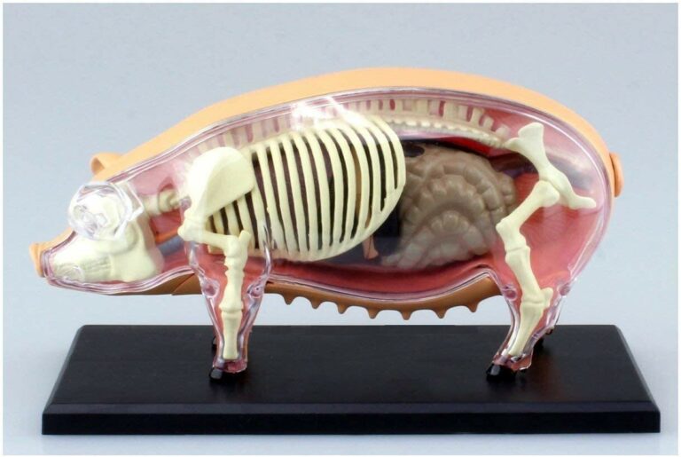 Çin’de Domuz akciğeri insana nakledildi!