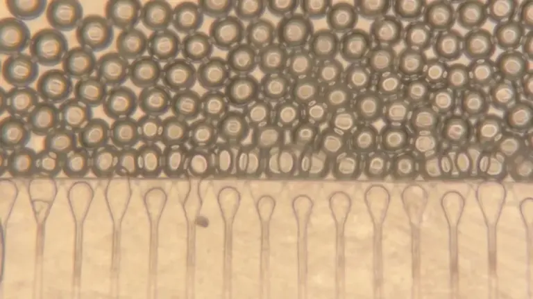 karaciğer, MIT, nakil, biyoteknoloji, tıp