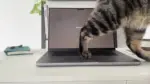Kedi Mac