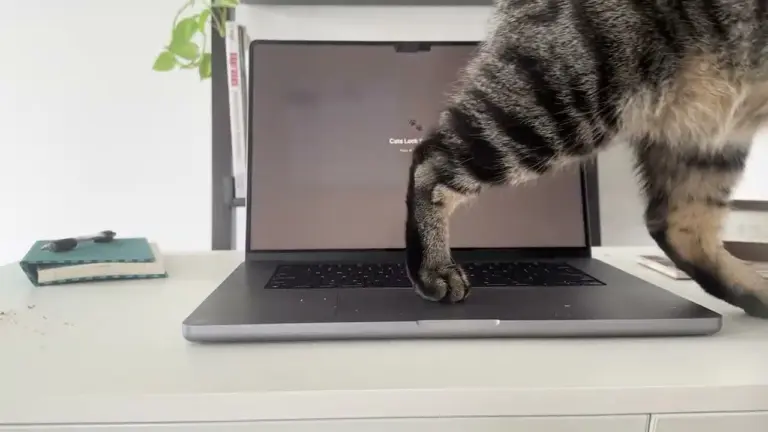 Kedi Mac