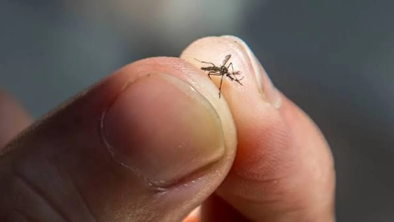 Sivrisineklere Karşı Yeni Teknoloji: Otonom Mikro Dronlar