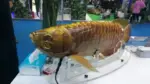 Çinliler Gerçekten Ayırt Edilemeyen Robot Balık Yaptı: Otonom Hareket Ediyor — BG-5 biyomimetik robot balık, Boyagongdao Marine Technology, otonom sualtı aracı, biyomimetik robotik sistemler, sualtı gözlem teknolojileri